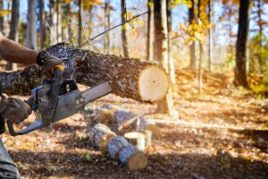 tree removal services in navarre