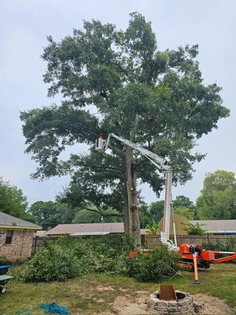 large tree being trimmed and cut by a long machine that has an arm reaching up to do the work